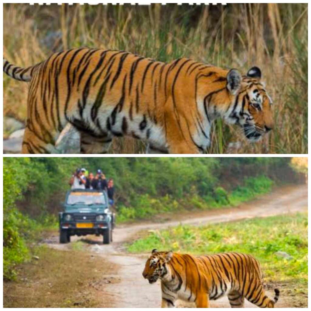 आज से जिम कॉर्बेट नेशनल पार्क में रात्रि विश्राम पर रोक