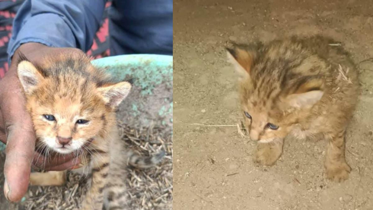 देहरादून में बिल्ली के बच्चों को लेकर ‘महाभारत’, परिवार में हुई जंग, जानिए पूरा मामला