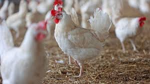 सितारगंज में बर्ड फ्लू अलर्ट, सैकड़ों मुर्गियां दफन, तीन महीने तक निगरानी जारी
